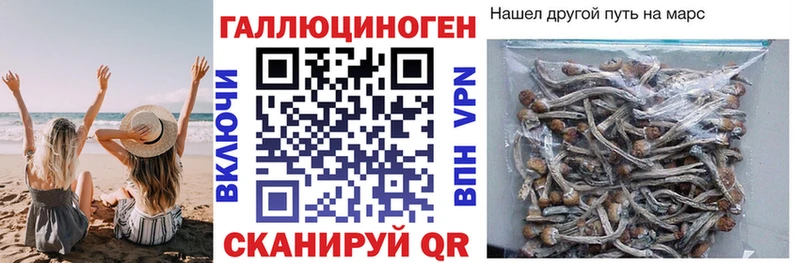 купить наркотик  Отрадная  Псилоцибиновые грибы прущие грибы 